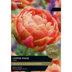 Taylors Bulbs Tulip Copper Image
