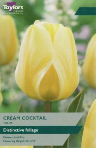 Tulip Cream Cocktail - Taylor's Bulbs
