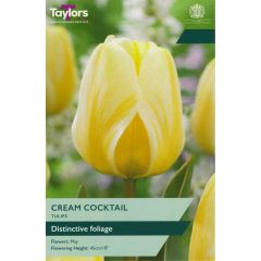 Taylors Bulbs Tulip Cream Cocktail