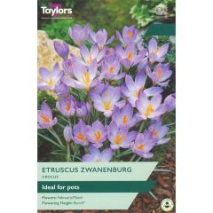 Taylors Bulbs Crocus Etruscus Zwanenburg