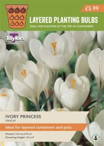 Taylors Bulbs Crocus Ivory Princess