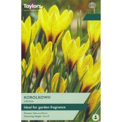 Taylors Bulbs Crocus Korolkowii