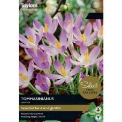 Taylors Bulbs Crocus Tommasinianus