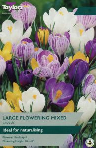 Crocus Large Flowering Mix - Taylor's Bulbs
