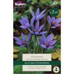 Crocus Sativus (Saffron Crocus)