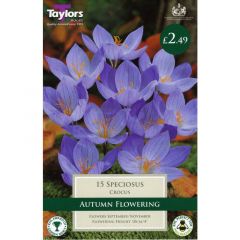 Crocus Speciosus