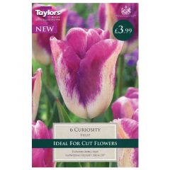Tulip Curiosity  - Taylor's Bulbs