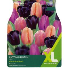 Taylors Bulbs Tulip Cutting Garden XL 