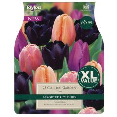 Tulip Cutting Garden Xl  - Taylor's Bulbs