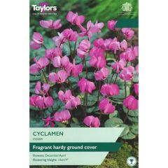 Taylors Bulbs Cyclamen Coum