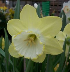 Narcissus Binkie 8Kg - Taylor's Bulbs