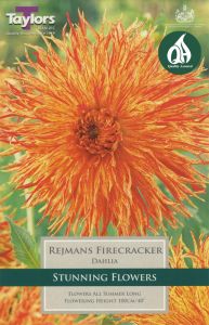 Dahlia Rejmans Firecracker