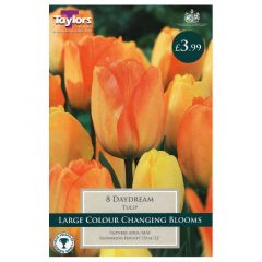 Tulip Daydream  - Taylor's Bulbs