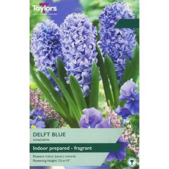 Taylors Bulbs Indoor Hyacinth Delft Blue