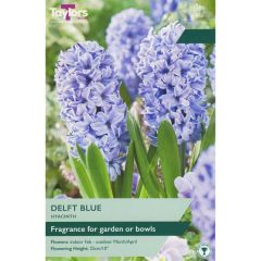 Taylors Bulbs Garden Hyacinth Delft Blue