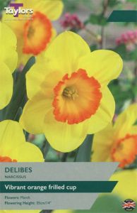 Narcissi Delibes - Taylors Bulbs