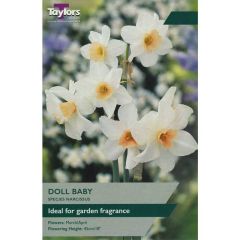 Taylors Bulbs Narcissi Doll Baby