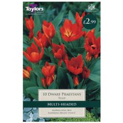 Tulip Dwarf Praestans - Taylor's Bulbs