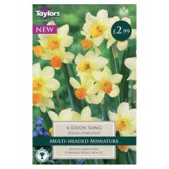 Narcissus Eaton Song  - Taylor's Bulbs