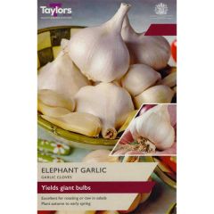 Taylors Bulbs Elephant Garlic