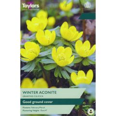 Taylors Bulbs Eranthis Cilicica