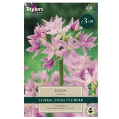 Allium Eros - Taylor's Bulbs