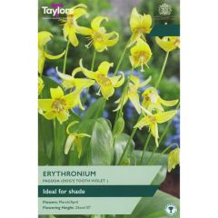 Taylors Bulbs Erythronium Pagoda