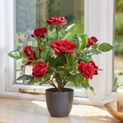 Smart Garden Regent's Roses Ruby Red 40cm