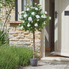 Smart Garden Regent's Roses White 120cm 