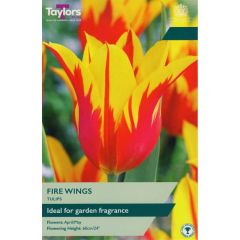 Taylors Bulbs Tulip Fire Wings