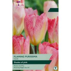 Taylors Bulbs Tulip Flaming Purissima
