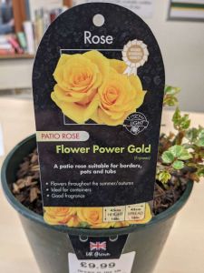 Patio Rose Flower Power Gold 3l