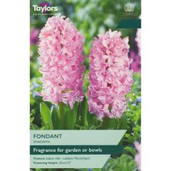 Taylors Bulbs Hyacinth Fondant Garden