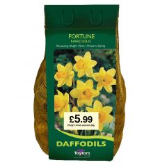 Narcissi Fortune Carri-Pack  - Taylor's Bulbs