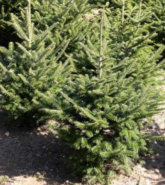 Needlefresh Fraser 210cm/240cm (7-8ft) Real Cut Christmas Tree