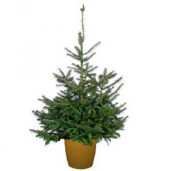 Needlefresh Fraser Pot Grown Christmas Tree 125/150cm