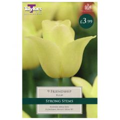 Tulip Friendship - Taylor's Bulbs