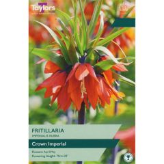 Taylors Bulbs Fritillaria Imperialis Rubra