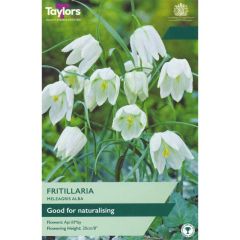 Taylors Bulbs Fritillaria Meleagris Alba