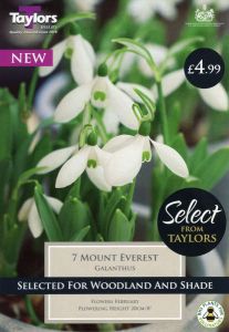 Galanthus Mount Everest 7-8 Selection - Taylor's Bulbs