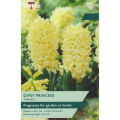 Taylors Bulbs Hyacinth Gipsy Princess