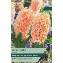 Taylors Bulbs Hyacinth Gipsy Queen