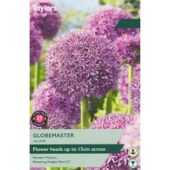 Taylors Bulbs Allium Globemaster