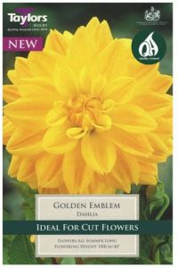 Dahlia Golden Emblem - Taylor's Bulbs