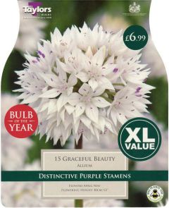 Allium Graceful Beauty 15 Pack - Bulb of the Year - Taylor's Bulbs