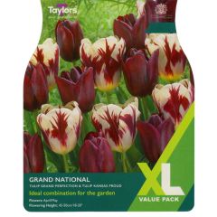 Taylors Bulbs Tulip Grand National