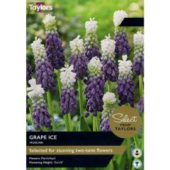 Taylors Bulbs Muscari Grape Ice