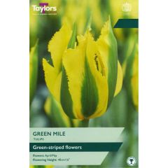 Taylors Bulbs Tulip Green Mile 