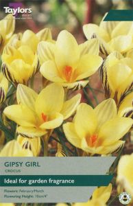 Crocus Gipsy Girl  - Taylor's Bulbs
