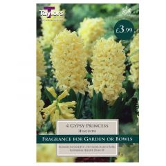 Hyacinth Gypsy Princess  - Taylor's Bulbs